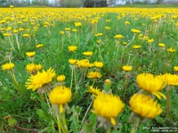 74069NrCrLeReUsm - Dandelions in Clayt French Park   Each New Day A Miracle  [  Understanding the Bible   |   Poetry   |   Story  ]- by Pete Rhebergen
